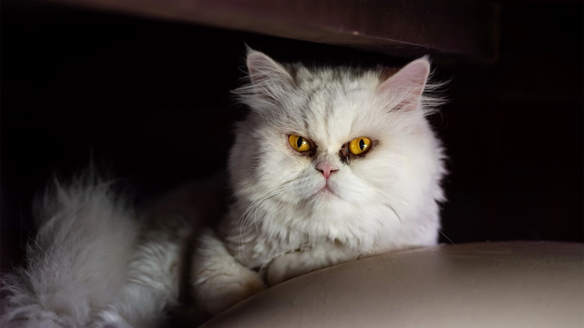 开云全站下载-“法甲劲旅鏖战，积分榜变化频繁令人震惊”，法甲积分榜规则